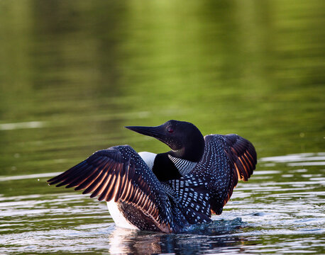 Common Loon (Gavia immer) in breeding plumage flapping wings on a northwoods lake in Wisconsin.