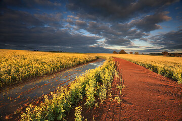 First rays of sun light across Canola crops in Cowra Central West NSW Australia.  Blue and grey moody sky contrasting against the vibrant yellow flowers and red earth