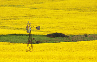 Windmill in a field of Canola, near Cowra early morning.  In the grassy patch are two kangaroos.