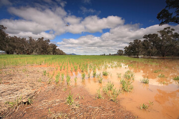 Flooded crops in Central West NSW, a  low flying plane  above inspects the floodwaters.