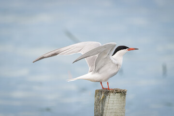 Common tern (Sterna hirundo) stands on a wooden stick and waves its wings. Close-up portrait of common tern on a summer evening with a water background and copyspace.