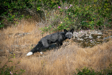 Fototapeta premium Silver Fox San Juan Island Washington