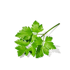 Parsley leaf isolated on white background