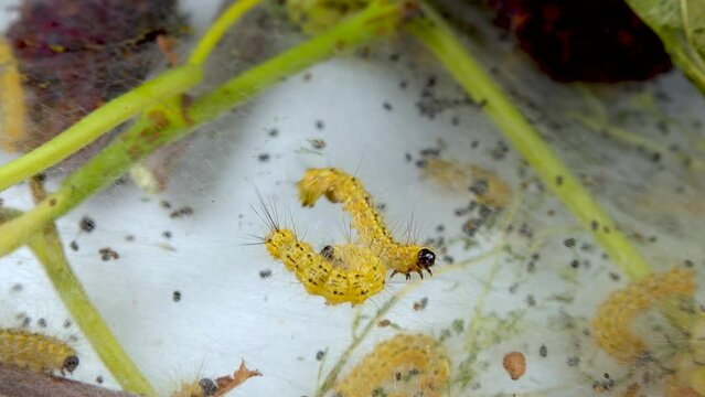 Weaving trees with cobwebs by larvae. Caterpillars of American white butterfly (Hyphantria cunea), moth fall webworm quarantine pest on leaves