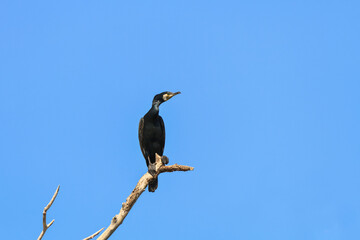 Obraz premium cormorant in a tree on blue sky background. Location: Danube Delta , Romania
