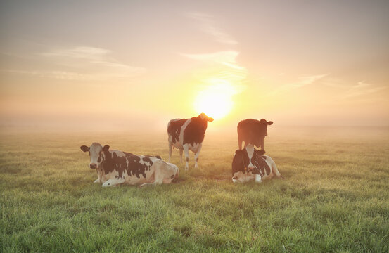 few cows relaxed on pasture at sunrise