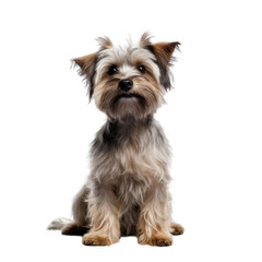  a small dog sitting on a white floor