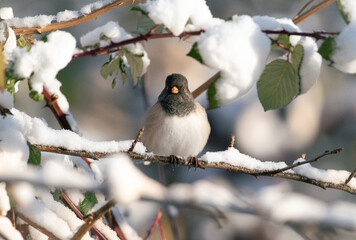 Dark-Eyed Junco Birds in Snowstorm