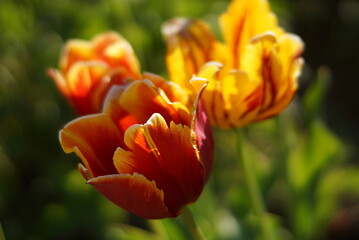 red yellow tulip
