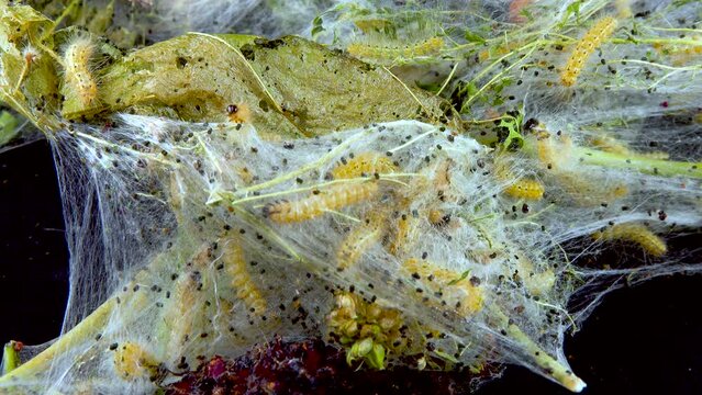 Weaving trees with cobwebs by larvae. Caterpillars of American white butterfly (Hyphantria cunea), moth fall webworm quarantine pest on leaves