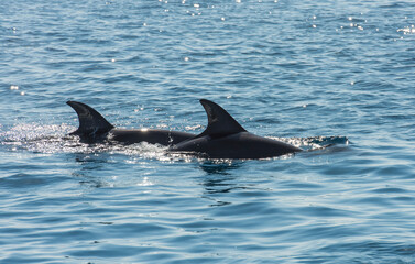 Pair of bottlenose dolphins breaching water surface while swimming in tropical ocean