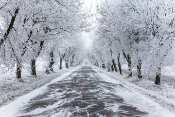 Fototapeta na wymiar Frozen trees and gray winter urban road