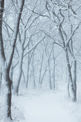 Fototapeta premium Winter landscape. Snowfall in the forest. Russia
