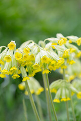 Fototapeta premium spring wildflowers, wild primroses