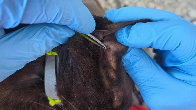 A tick stuck under the skin in the fur of a black cat, removal of the tick. Dangerous blood-sucking insect that parasitizes domestic animals and humans, carrying deadly diseases