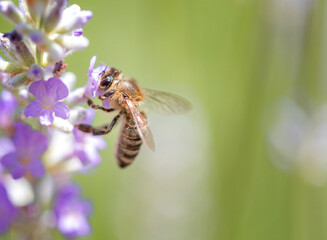 European honey bee (Apis mellifera) on a lavender flower