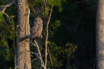 Great Grey Perched on a tree