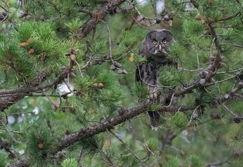 Great Grey  owl perched in a tree.  Curiously watching me as I photograph it.