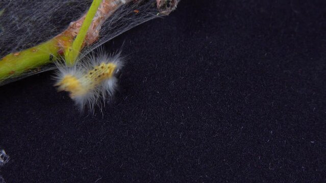 Caterpillar of the American white butterfly (Hyphantria cunea)