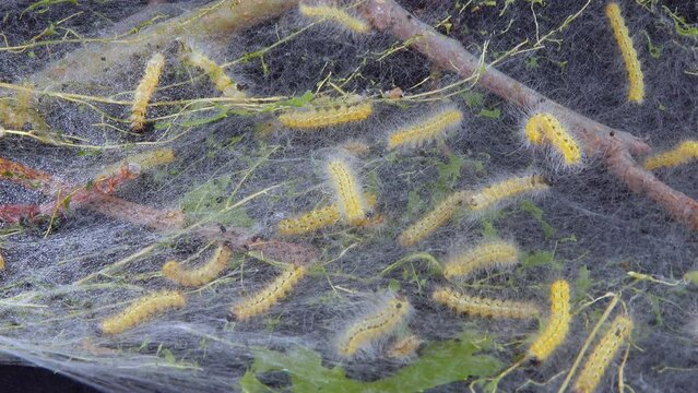 Weaving trees with cobwebs by larvae. Caterpillars of American white butterfly (Hyphantria cunea), moth fall webworm quarantine pest on leaves