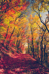 Naklejka na ściany i meble Majestic colorful forest with sunny beams. Bright autumn leaves. Carpathians, Ukraine, Europe. Beauty world