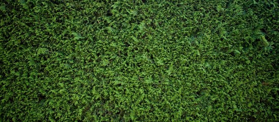 Panoramic view of a thuja hedge. Seamless texture of green natural background. Thuja texture. Green bush.