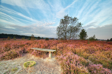 bench among heather flowers by tree in morning