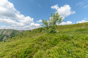 Landscape of the high Vosges mountains near the ridge road in spring.