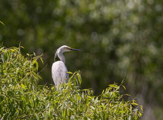 Great Blue Heron and Snowy Egrets