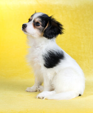 Cute puppy of the Continental Toy spaniel on a yellow background