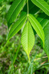 A leaf from a Manchurian walnut tree. Green leafy tree. Leaf close up