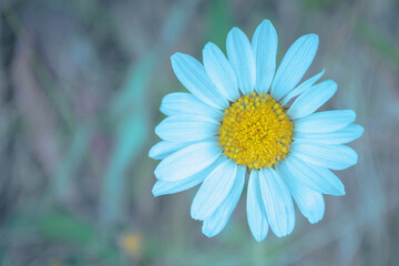 Fototapeta premium A beautiful plant in the field. Field flower chamomile. Chamomile close up