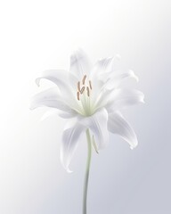 There is a funeral lily with copy space on white background. (Illustration, Generative AI)
