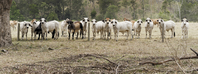 Herd of beef cattle and cows behind barb wire fence