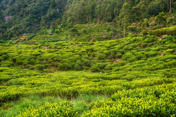 Fototapeta na wymiar Sri Lanka: highland tea fields in Nuwara Eliya