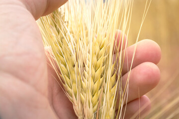 Yellow ear of wheat in hands. Cultivation of wheat. Keep a ripe ear of wheat