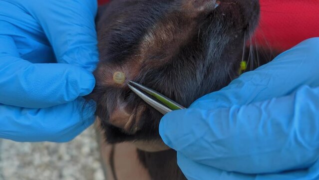 A tick stuck under the skin in the fur of a black cat, removal of the tick. Dangerous blood-sucking insect that parasitizes domestic animals and humans, carrying deadly diseases