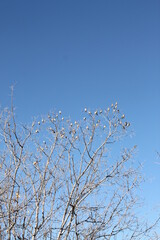 Fototapeta na wymiar Vögel auf Baum