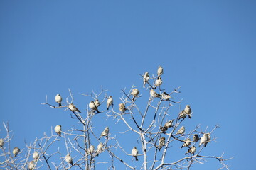 Vögel auf einem Baum