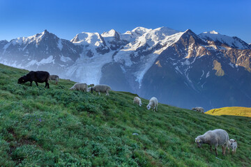 sheep grazing. In background Mont Blanc, France