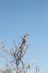 Vogel im Baum © Jelena