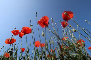 Mohnblumen - poppy flowers - Papaver