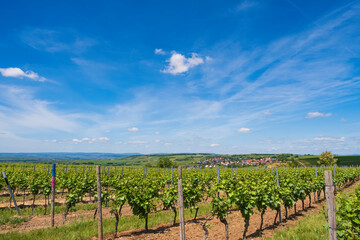 Fototapeta na wymiar Hike through the vineyards around the Wißberg in Rheinhessen - Germany