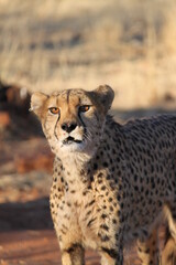 Gepard