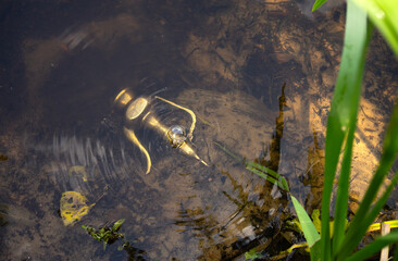 An old Aladdin lamp lies under the water in the lake.Treasure hunt in the water.Find a vessel with...