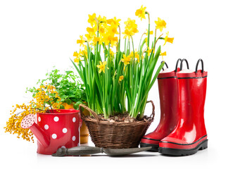 Spring flowers narcissus in basket with branch mimosa red boots and gardening tools for garden work, isolated on white background