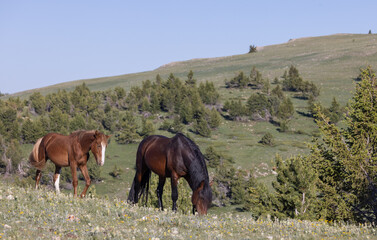 Wild Horses in Summer in the Pryor Mountains Montana