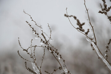 Plants covered with ice in the fog, winter