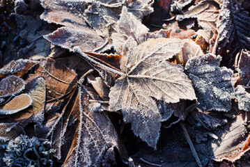 Hoarfrost on dry leaves in winter season