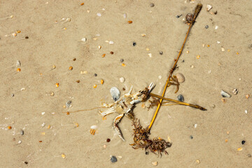 still life at a beach